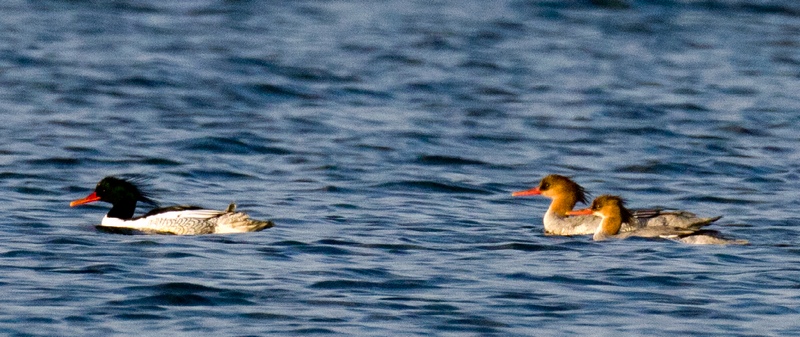 在紅楓湖發現的中華秋沙鴨。周健攝