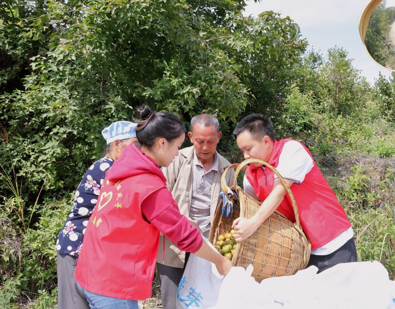 党员志愿者与村民一起将刚采摘的油茶果装袋.jpg