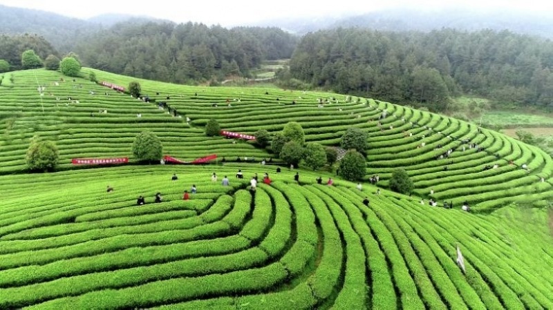 中国“2023年度重点产茶县域”名单公布 思南入选