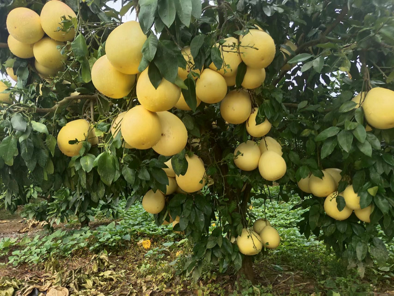 挂果的蜜柚。