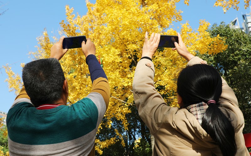 1、市民们拿着手机拍摄银杏。 陈桂良摄 (1).JPG