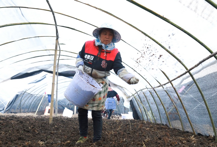 务工群众正在播撒菌种。