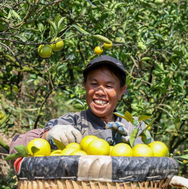 羅甸：3萬余畝臍橙豐收上市金秋時節，在羅甸縣龍坪鎮頂訪村的4000余畝臍橙種植基地，黃澄澄的臍橙挂滿枝頭……