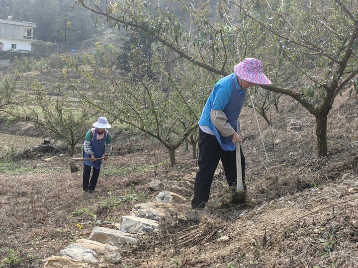 大家正在进行清园、涂白、剪枝等工作。