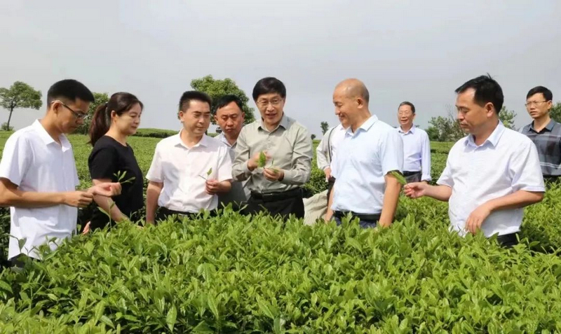 中国农科院茶叶研究所专家团到印江指导茶产业发展。