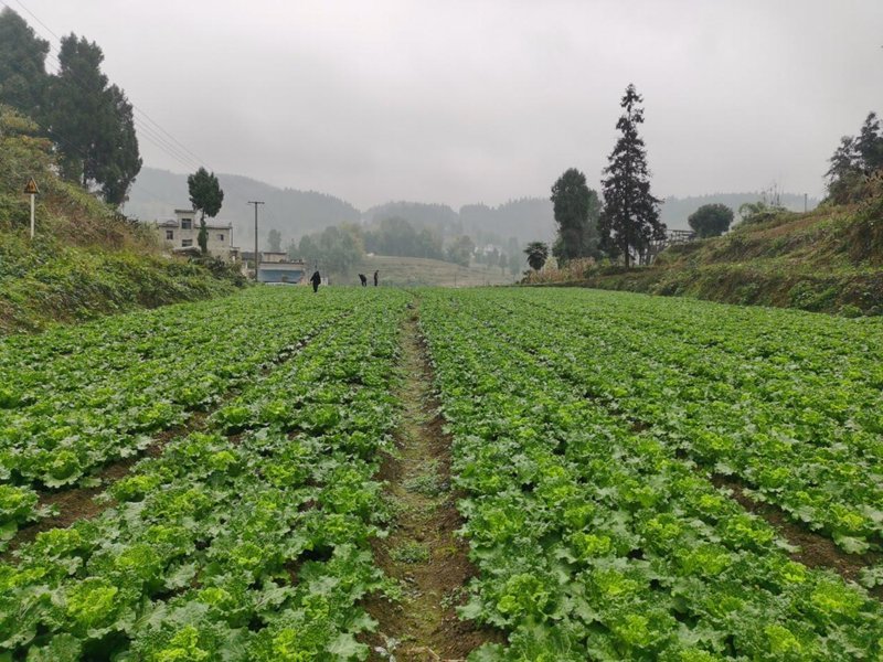 图为：技术人员到种植大户蔬菜基地进行病虫害绿色防控技术指导4