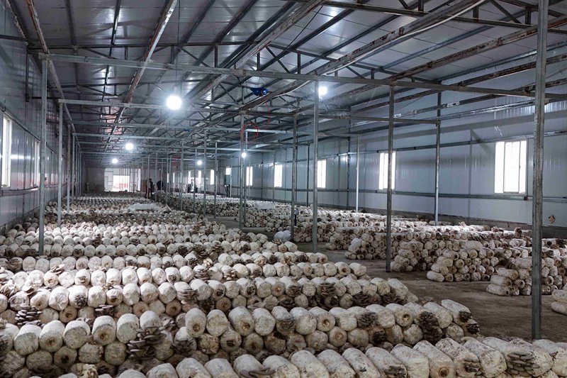 11月29日，纳雍县猪场乡乐咪营村合作社食用菌培植基地恒湿宽敞整洁。杨勇 摄