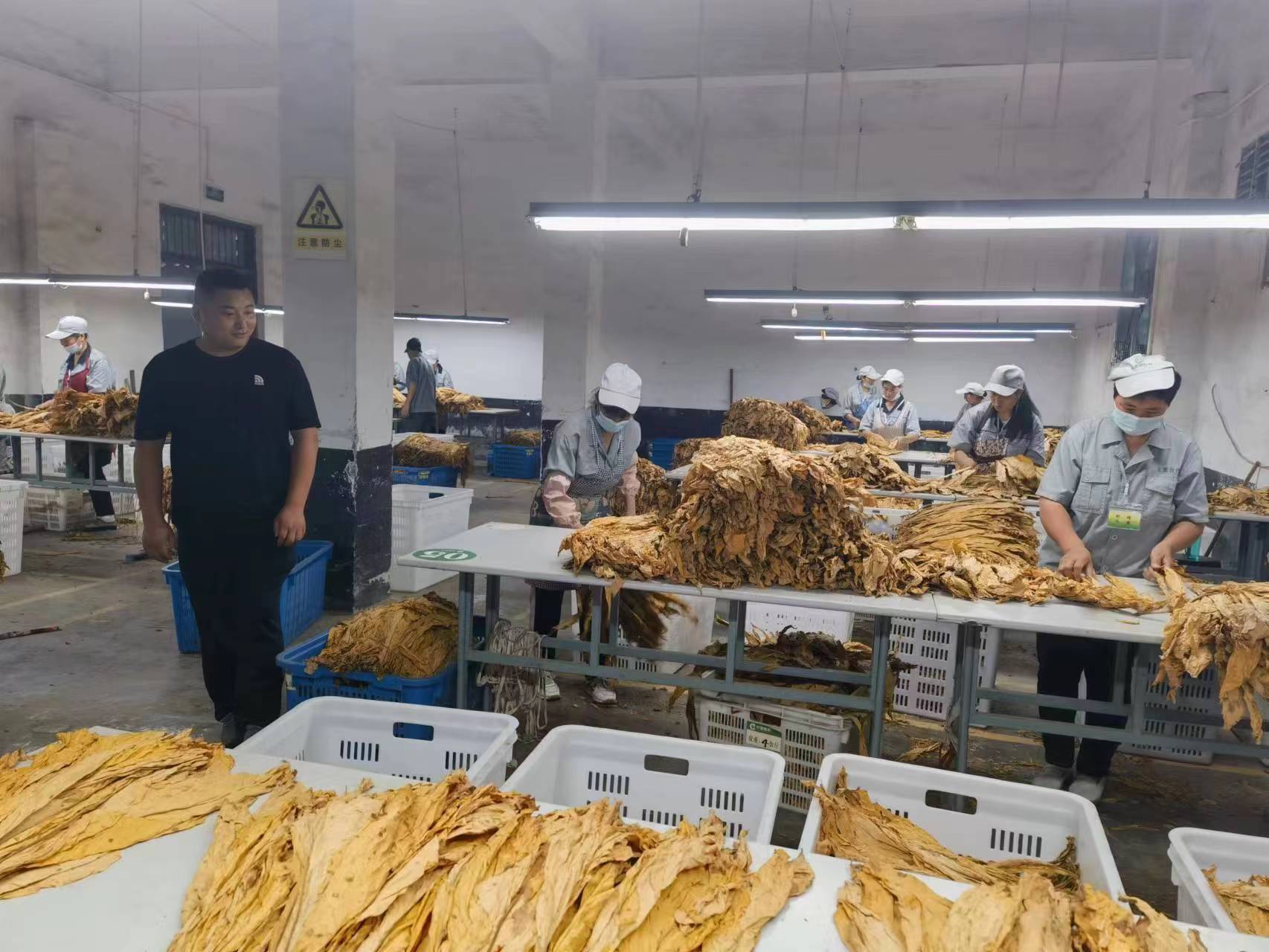 村民在烤烟基地就近务工。徐吉龙摄