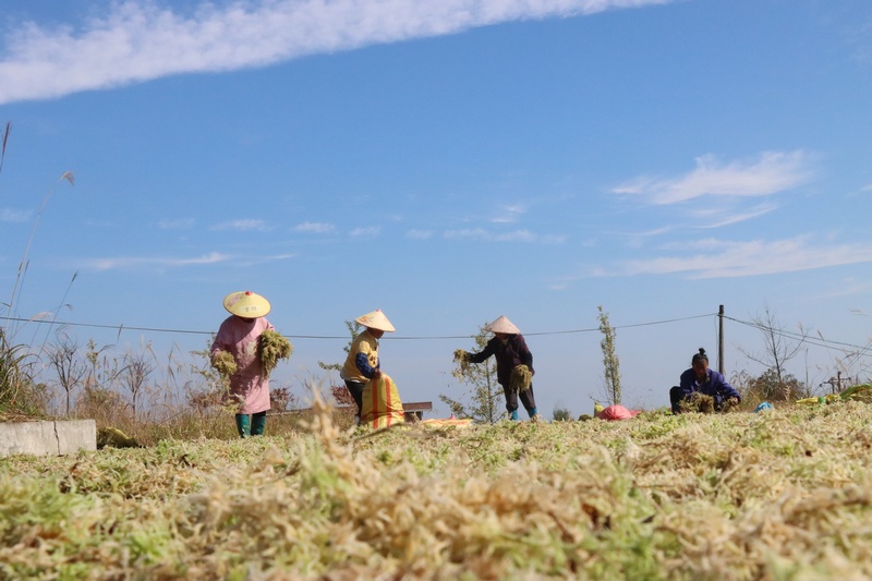 村民们正在田间忙碌地开展今年的海花草采收、翻晒工作。