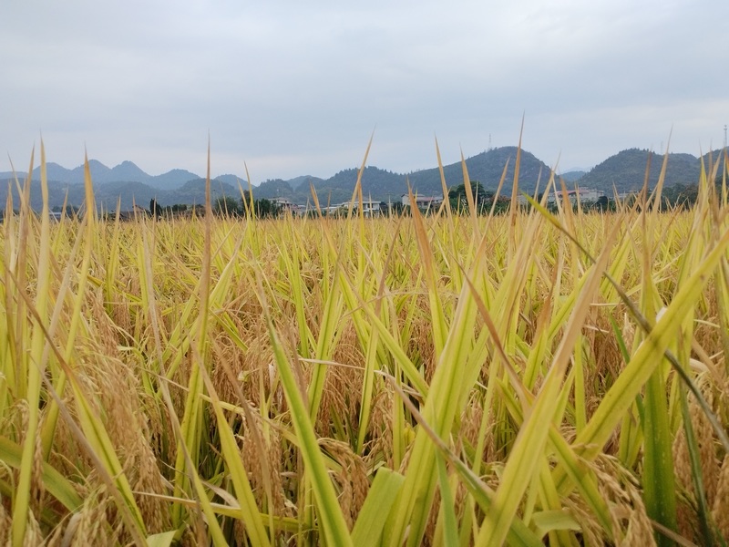 塘头镇水稻丰收季（阮进勇 摄）.jpg