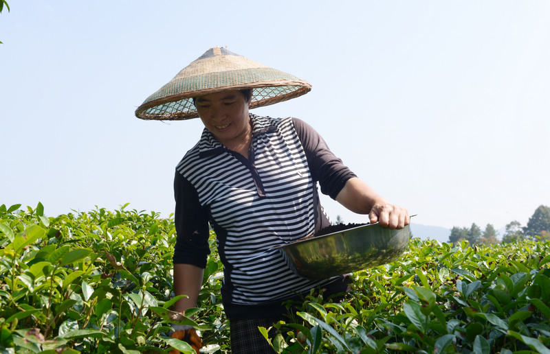 遵义凤冈：土地吃上“营养餐”低碳农业成时尚(图4)