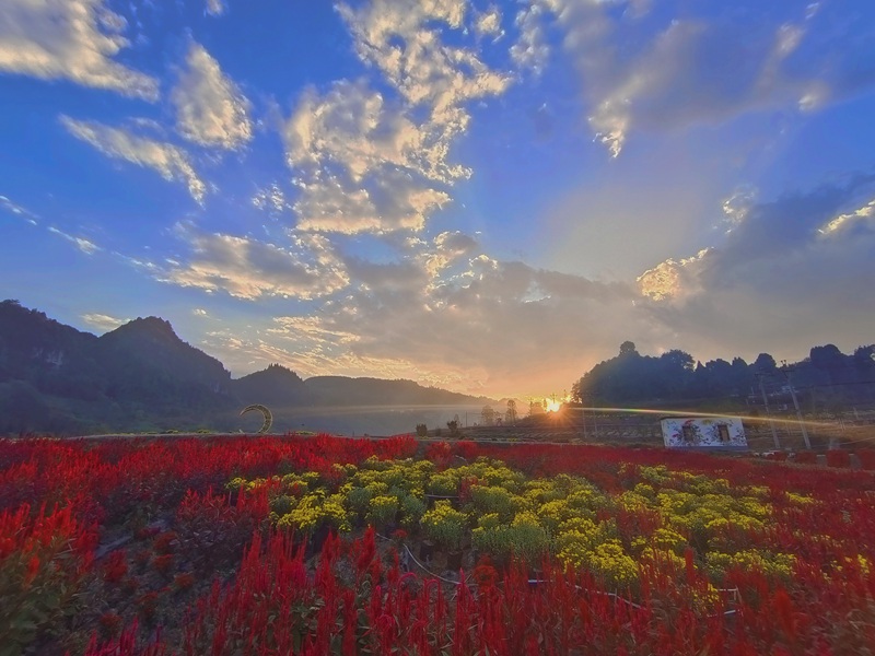 南江花谷美景。