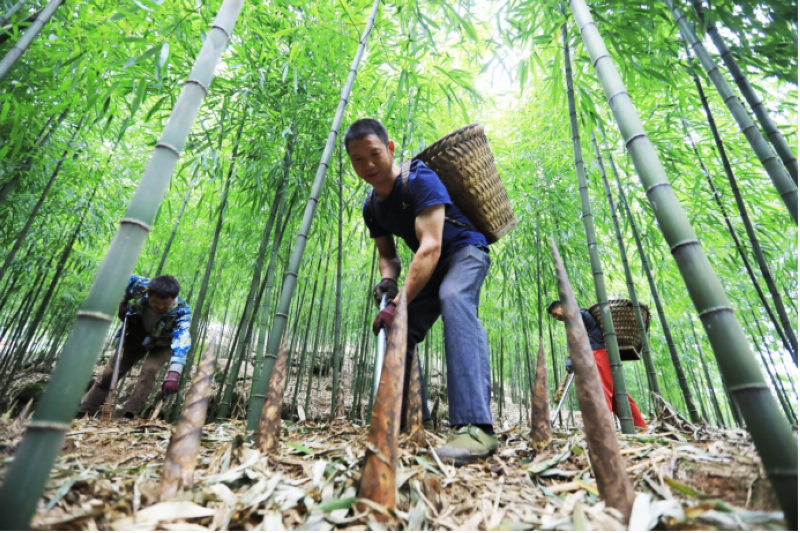 建行遵义分行贷款支持赤水竹产业。王长育摄