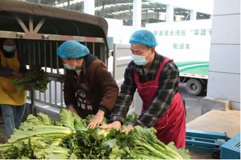 在建行贵州省分行支持下，粤港澳大湾区“菜篮子”基地欣欣向荣。建行贵州省分行供图