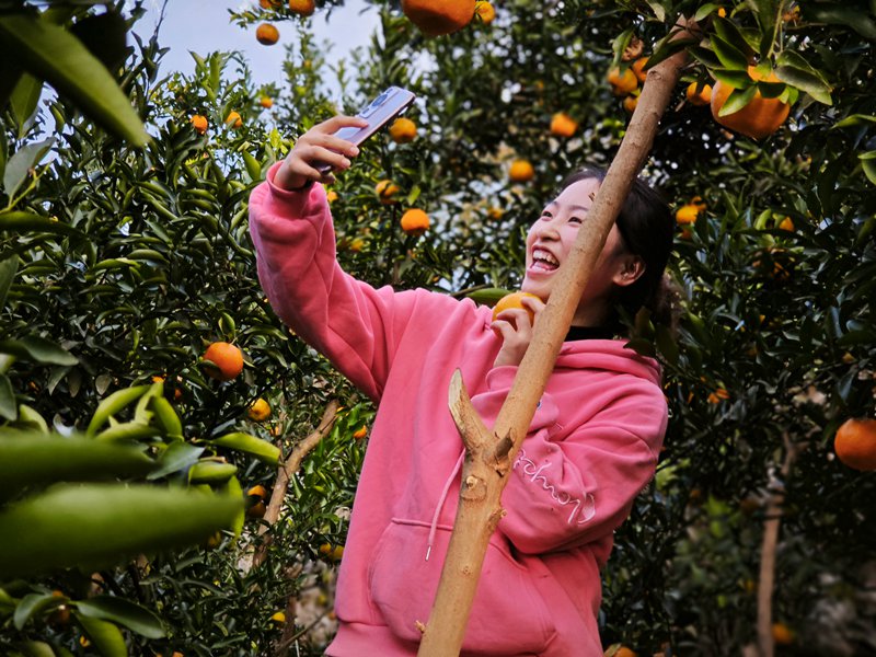 图为:采摘柑橘