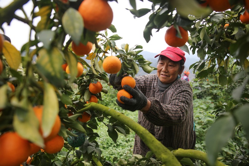 老縣村村民在種植基地採摘”紅美人“。