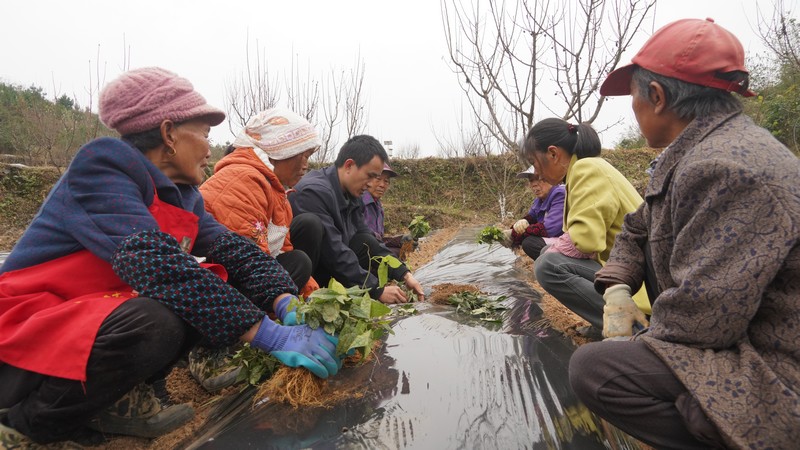 技术顾问正在给工人做种植指导.JPG