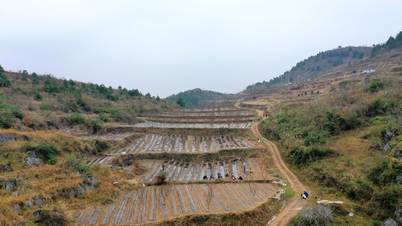 金果榄种植基地.JPG