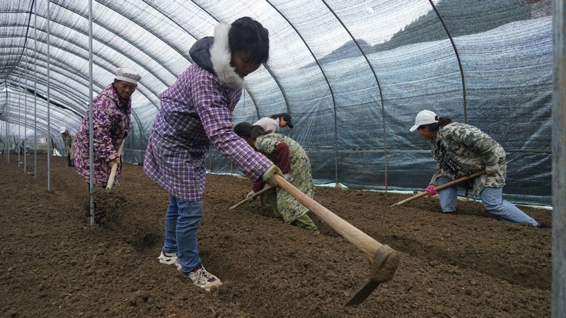 羊肚菌大棚裡工作正在平整田地、開溝、播撒.JPG