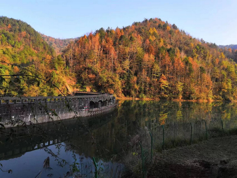 走进丰云村，林涛声声，风景如画。