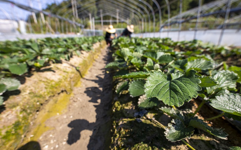 村民在管护草莓。