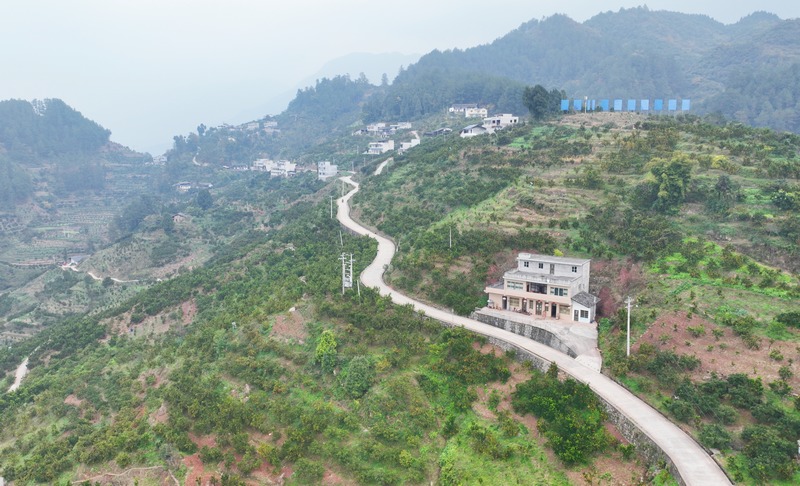 新站镇农里村椪柑种植基地。