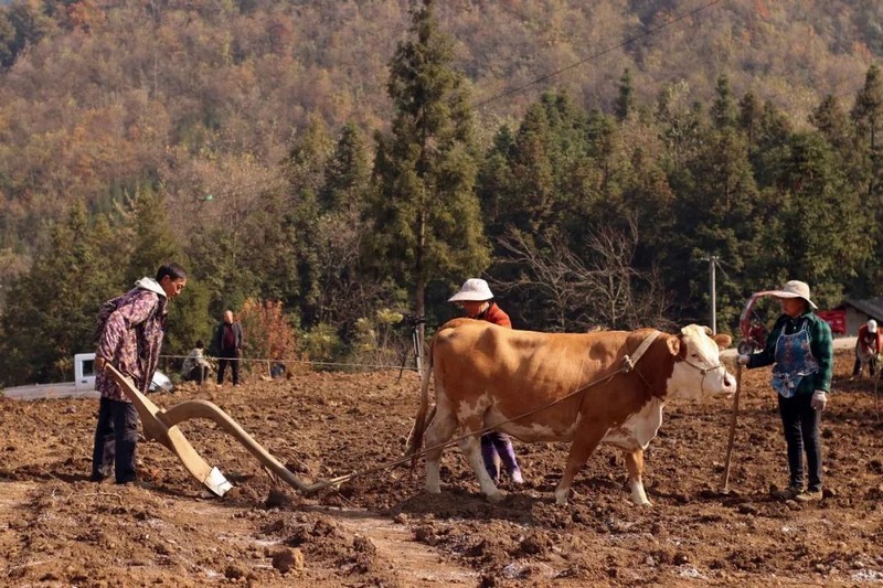 化作乡益新村青菜种植基地村民正在犁地.