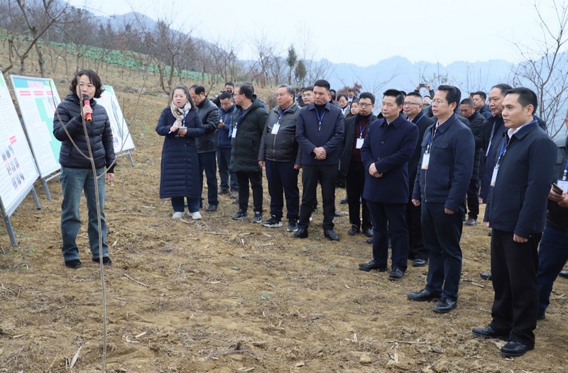 参会人员观摩桐梓县海校街道小坝社区山桐子栽植示范点。 李支信摄