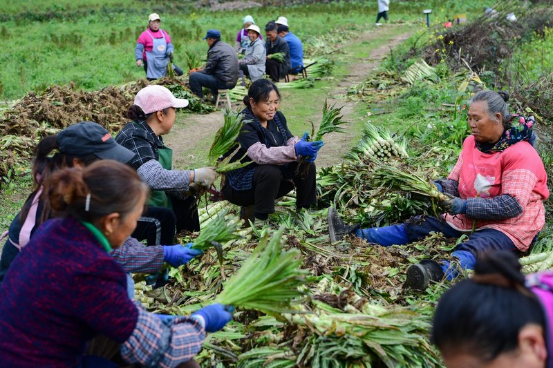 村民去除萵筍黃葉。