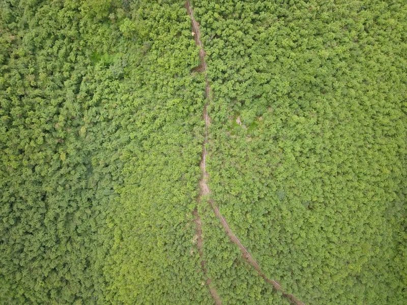 桐梓縣方竹林基地。桐梓縣融媒體中心供圖