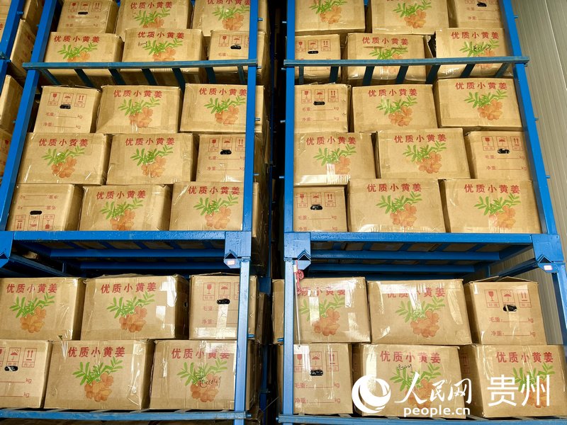 貴州天成第六產業有限公司冷庫裡存放的黃姜。人民網 李麗萍攝