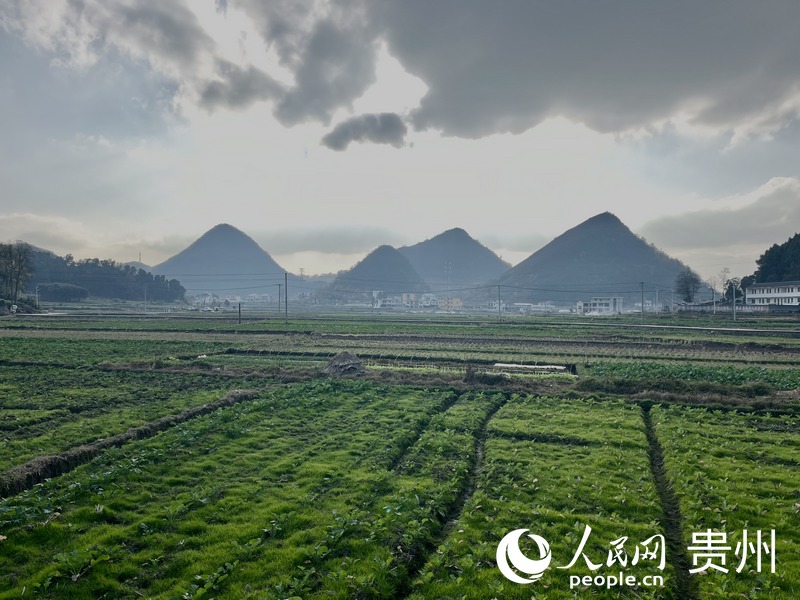 杨文全申请作为贵州省水稻无人农场试点的田地。人民网 李丽萍摄