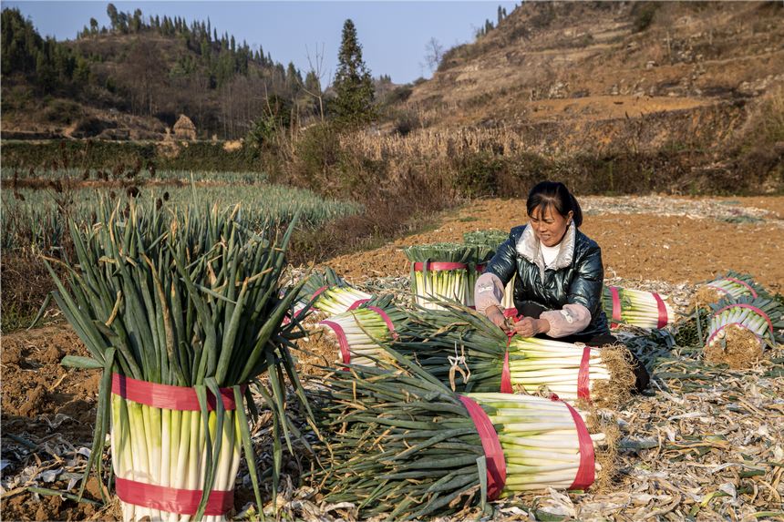 2023年12月20日，贵州省黔西市洪水镇新桥村大葱种植基地，村民采收大葱供应市场。