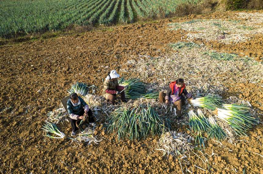 2023年12月20日，貴州省黔西市洪水鎮新橋村大蔥種植基地，村民採收大蔥供應市場（無人機照片）。