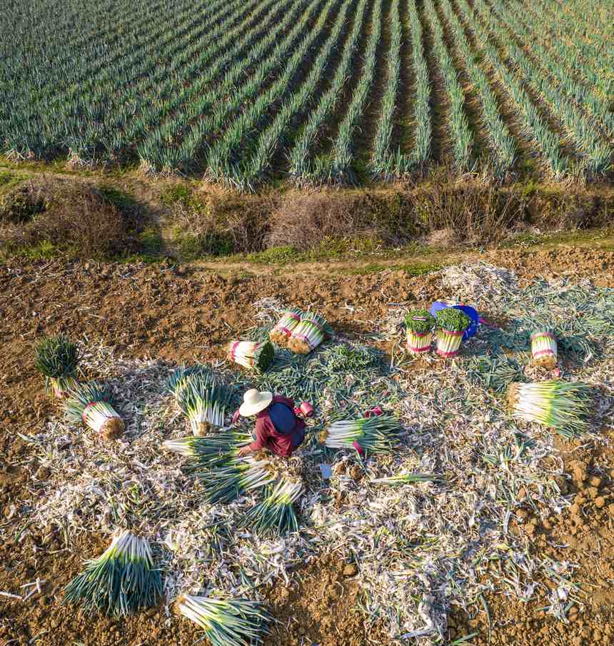 2023年12月20日，貴州省黔西市洪水鎮新橋村大蔥種植基地，村民採收大蔥供應市場（無人機照片）。