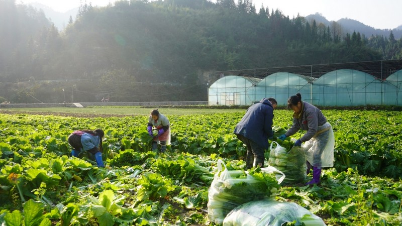 工人們正在忙著收割大白菜，並裝入袋中。