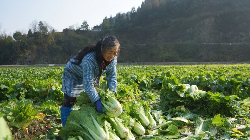 村民邊孫菊正在整理白菜。