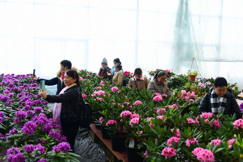 12月22日，游客在州省毕节市百里杜陪管理区汇境花卉科技园花游览。（汪沙  摄）.JPG