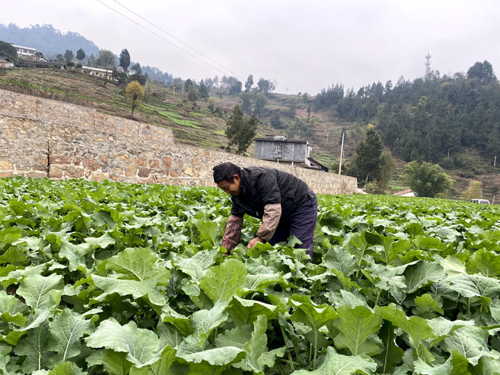 村民正在管护。