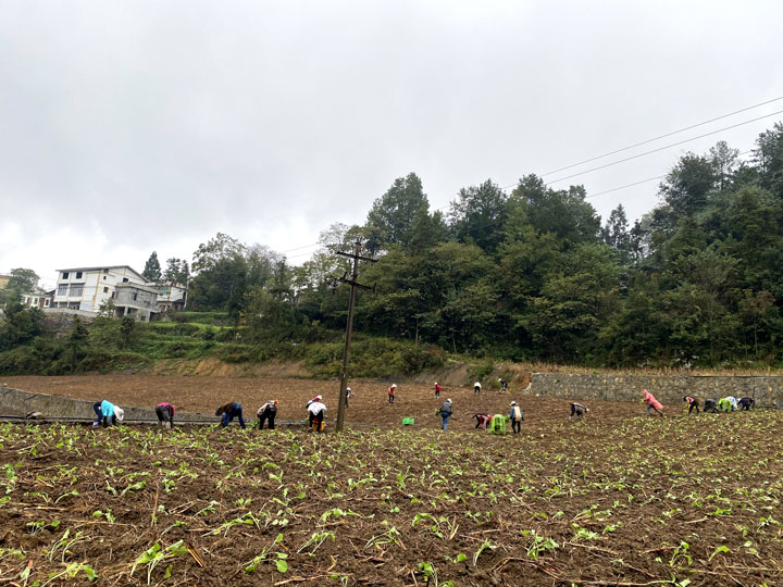 沔山村农户们正在高标准农田里挖窝、移栽油菜。