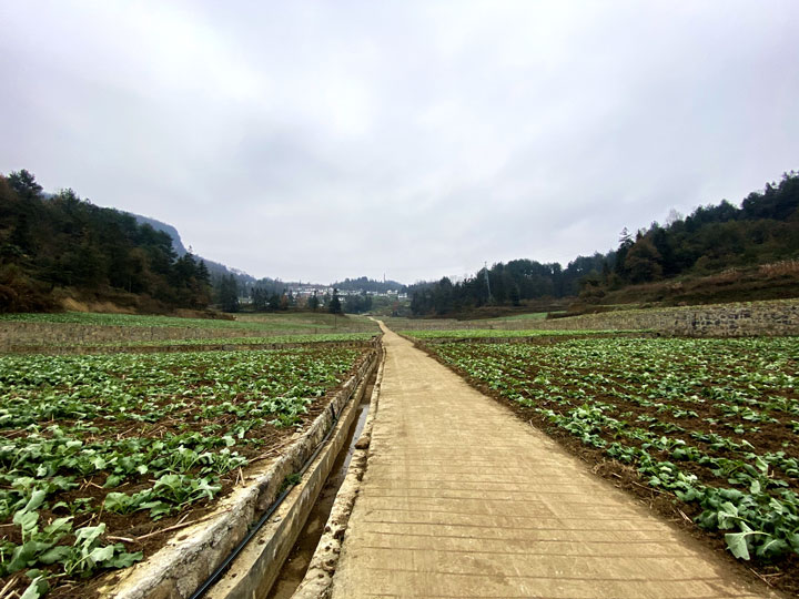 马临街道沔山村宽阔平坦的高标准农田。