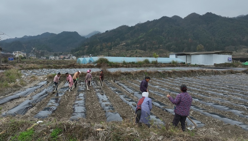 村民正在田地里耕地。