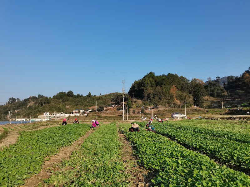农户们在田地里有条不紊地忙碌着。