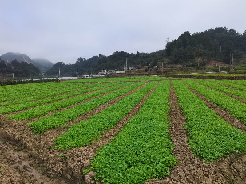 田地里的油菜长势良好。