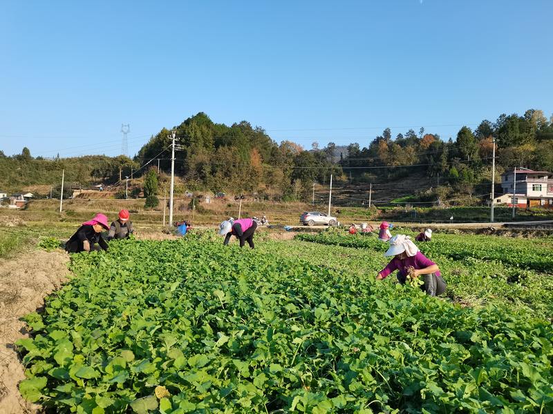 田地里秋冬种的繁忙景象。