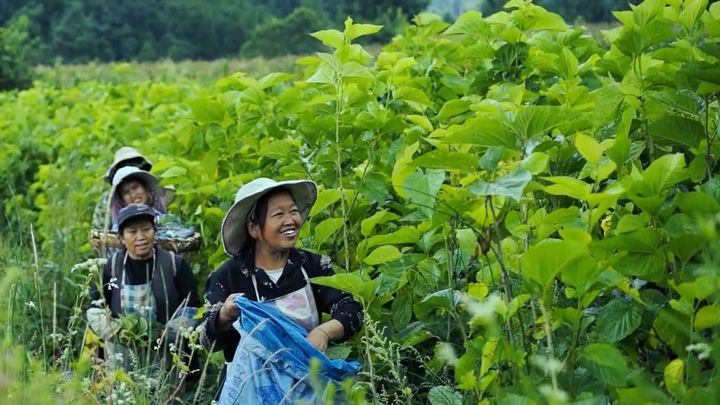 納雍縣勺窩鎮村民正在採摘桑葉。羅勇攝