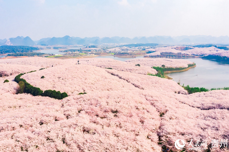 1 航拍贵州省贵安新区樱花园。人民网 涂敏 摄