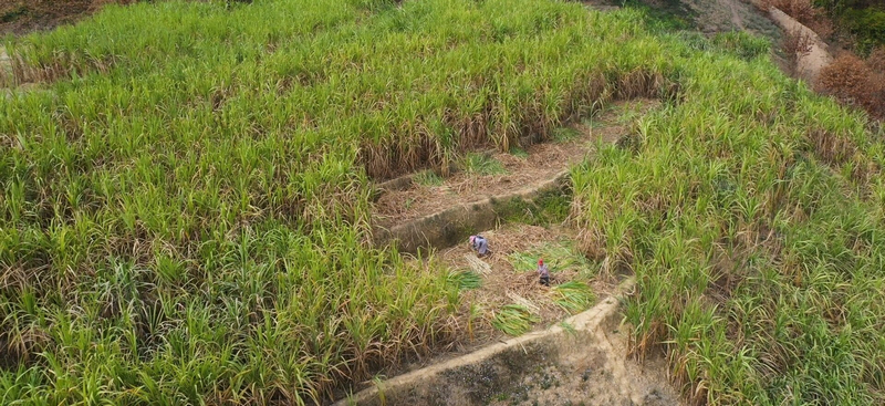 砍甘蔗。