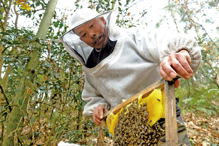 蜂农在检查蜂巢。