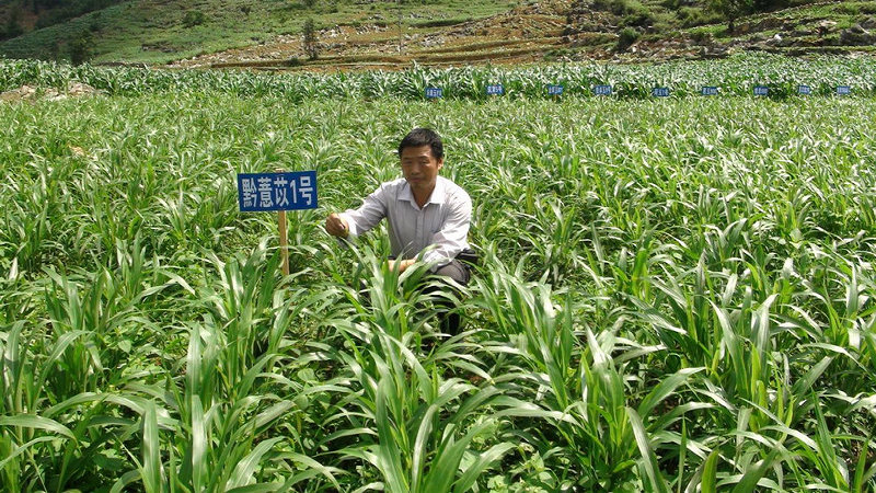 陈文现推广薏仁米新品种种植试验。